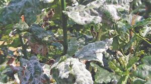 Powdery mildew image